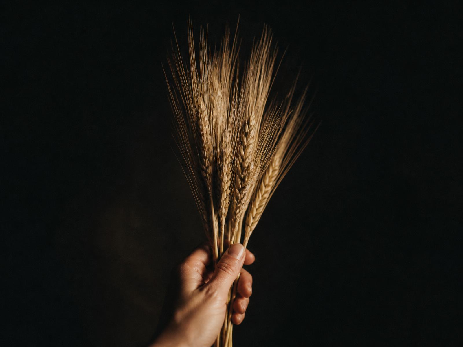 A single sheaf of wheat held in soft directional light against darkness